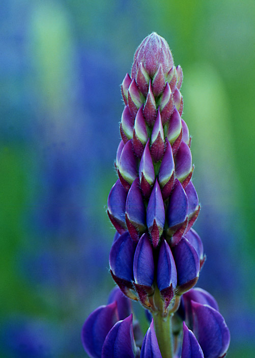 lupine2