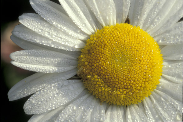 ox-eyed daisy