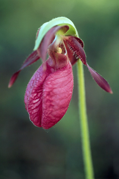 pink slipper