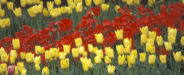 tulips pano