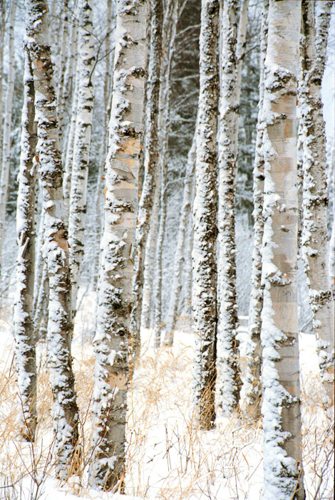 winterbirches